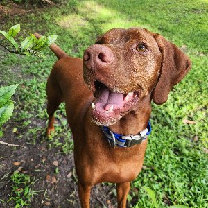 Pet photo