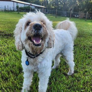 Pet photo