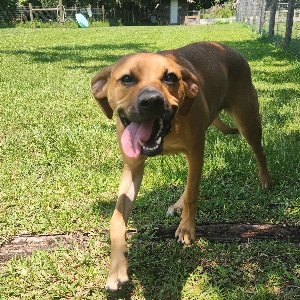 Pet photo