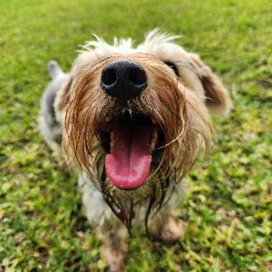 Pet photo