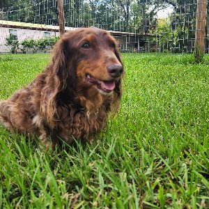 Pet photo