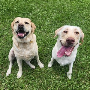 Pet photo