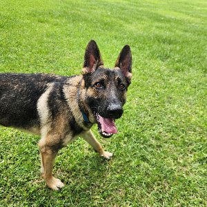 Pet photo