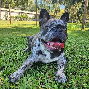 Pet photo