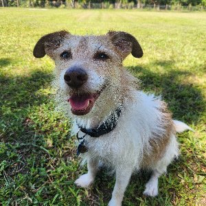 Pet photo