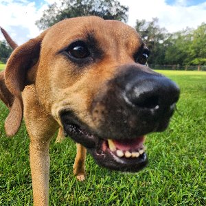 Pet photo