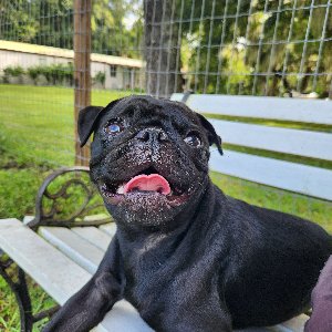 Pet photo