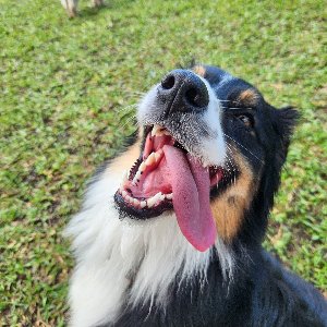Pet photo