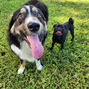 Pet photo