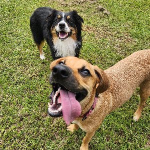Pet photo
