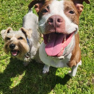 Pet photo