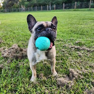 Pet photo