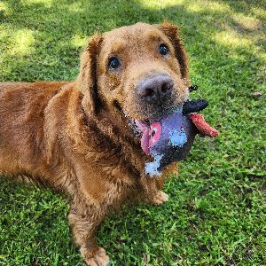 Pet photo