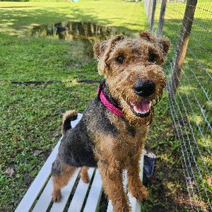 Pet photo