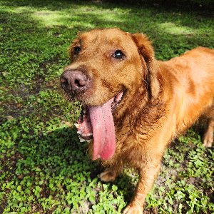 Pet photo