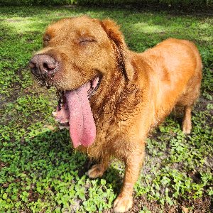 Pet photo
