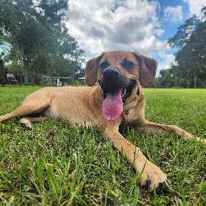 Pet photo