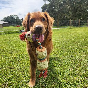 Pet photo
