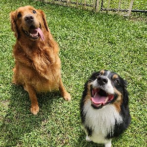 Pet photo