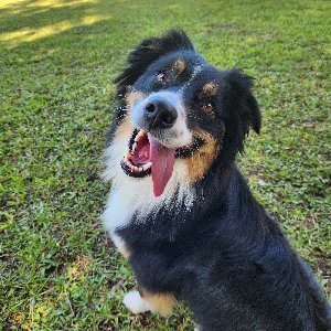 Pet photo