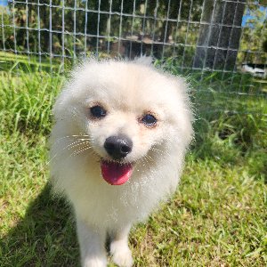 Pet photo