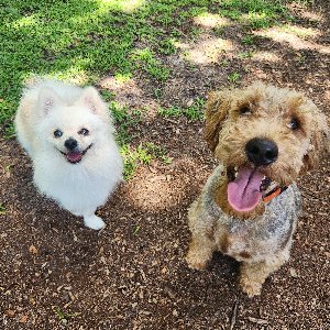 Pet photo