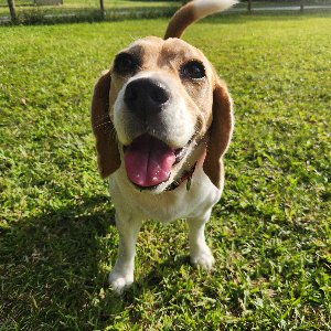 Pet photo