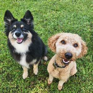 Pet photo