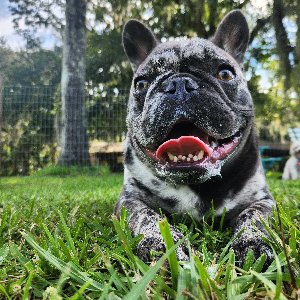 Pet photo