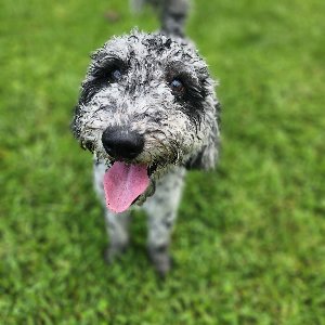 Pet photo