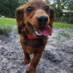 Pet photo