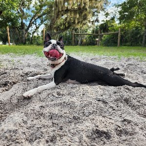 Pet photo