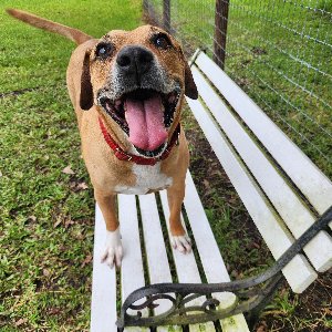 Pet photo