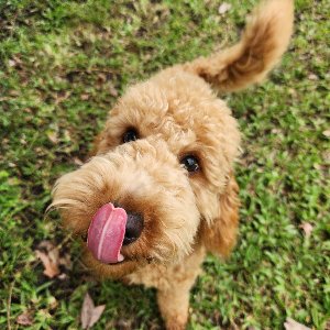 Pet photo