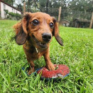 Pet photo