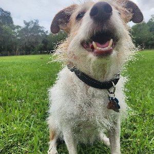 Pet photo