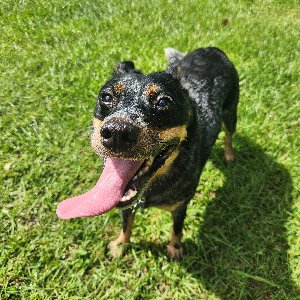 Pet photo