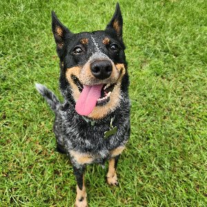 Pet photo