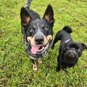 Pet photo