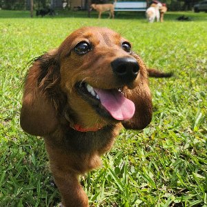 Pet photo