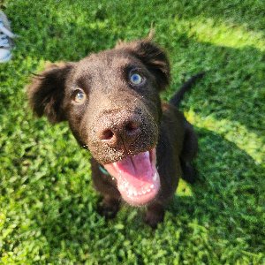 Pet photo