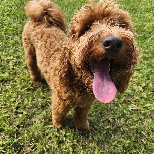 Pet photo