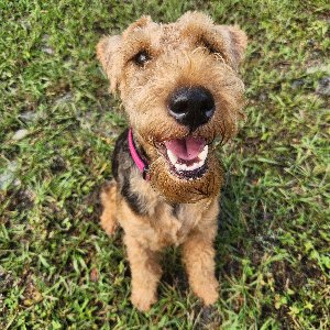 Pet photo