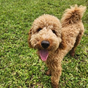Pet photo