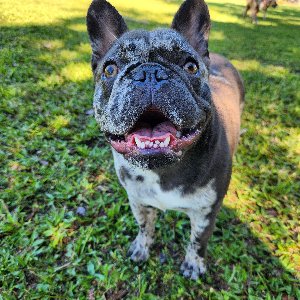 Pet photo