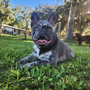 Pet photo