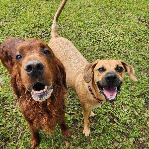 Pet photo