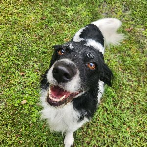 Pet photo