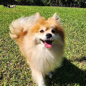 Pet photo