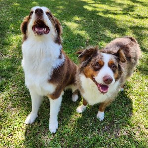 Pet photo